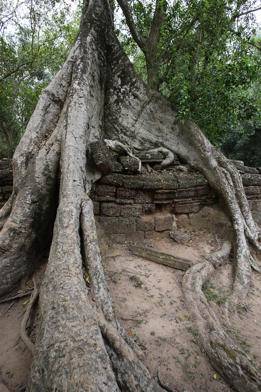 Ta Prohm