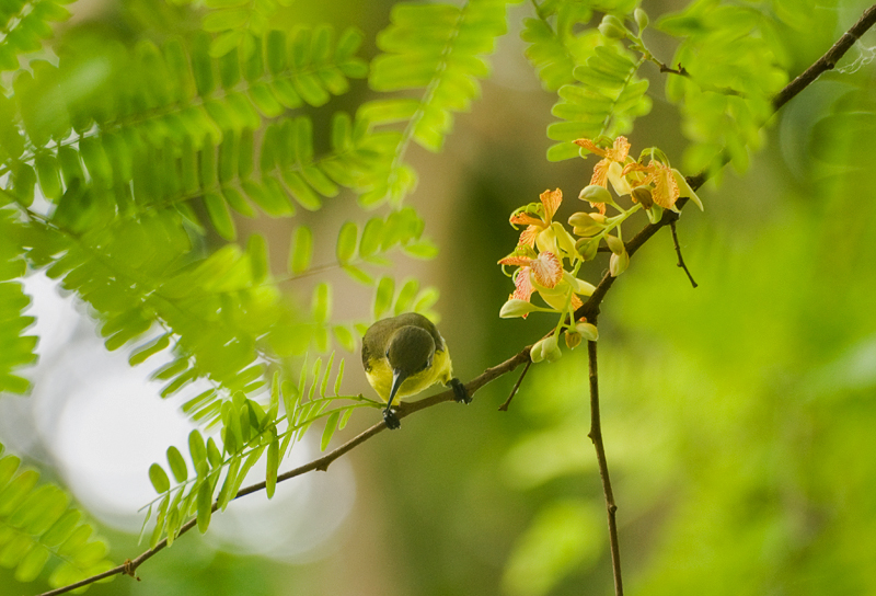 Olive-backed Sunbird (female)