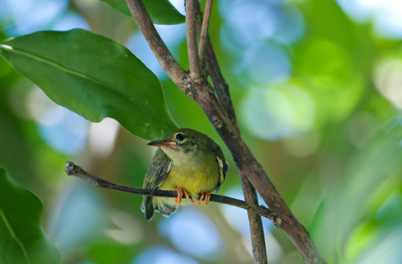 Common tailorbird (juvenile)