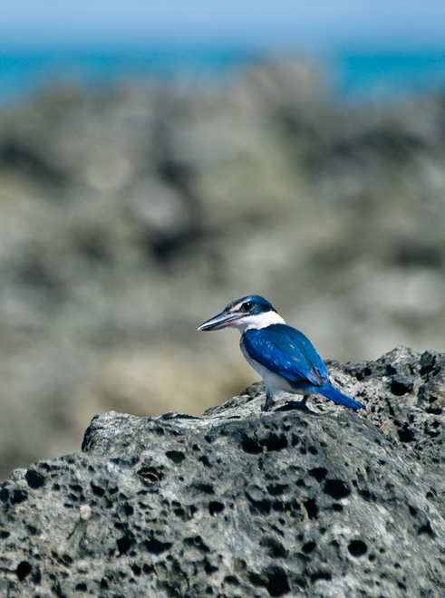 Collared Kingfisher