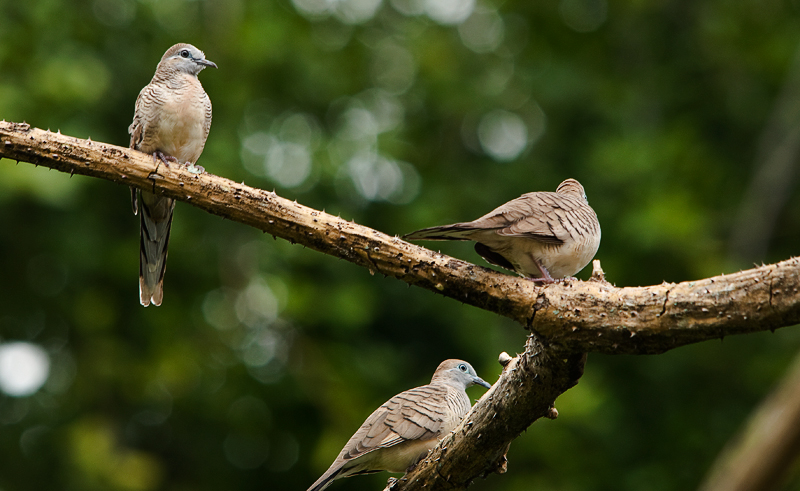 Zebra Doves