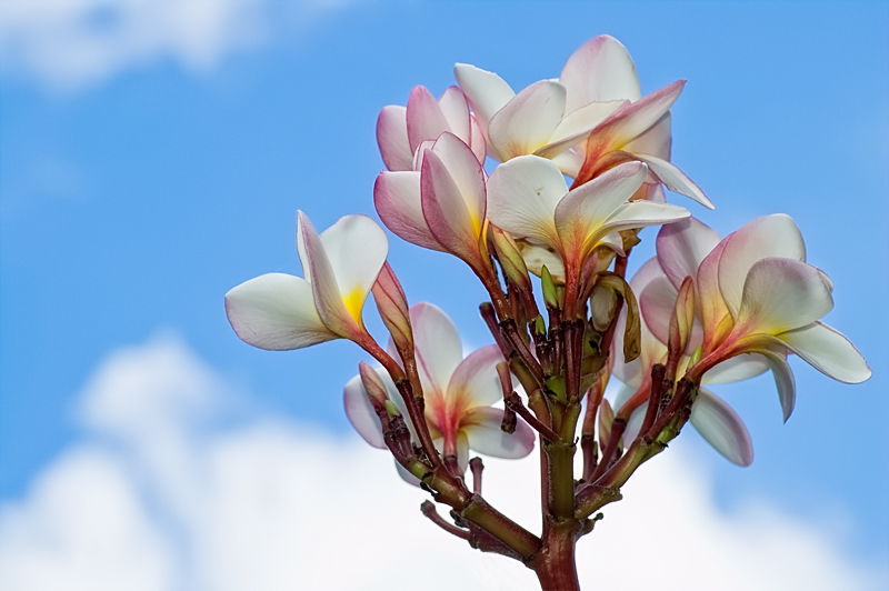 Frangipani