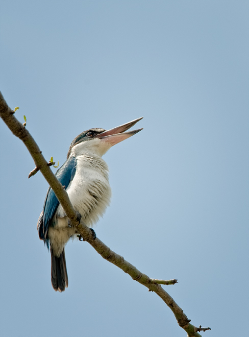 Collared Kingfisher