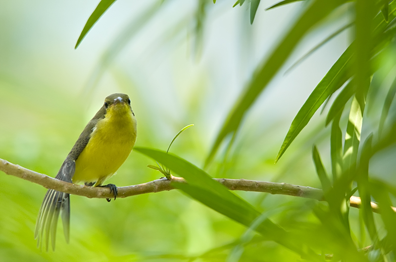 Olive-backed Sunbird (female)