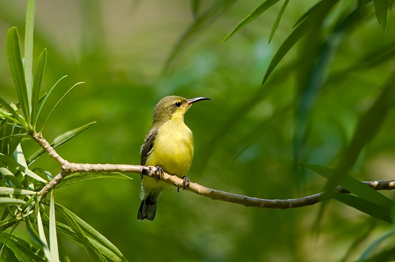 Olive-backed Sunbird (female)