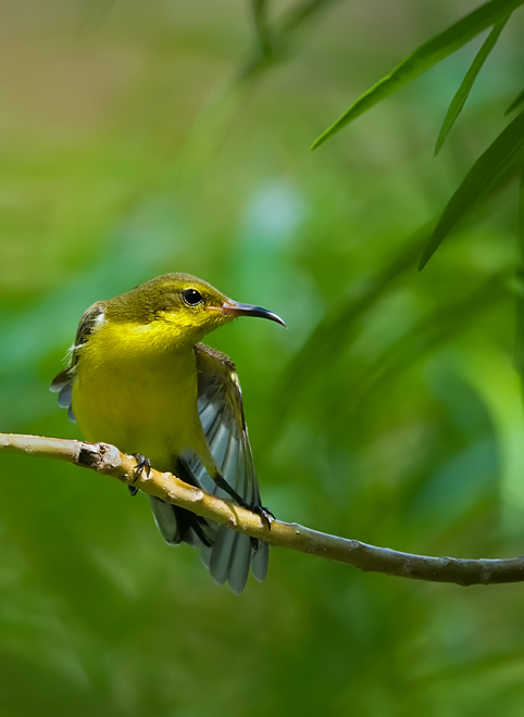 Olive-backed Sunbird (female)