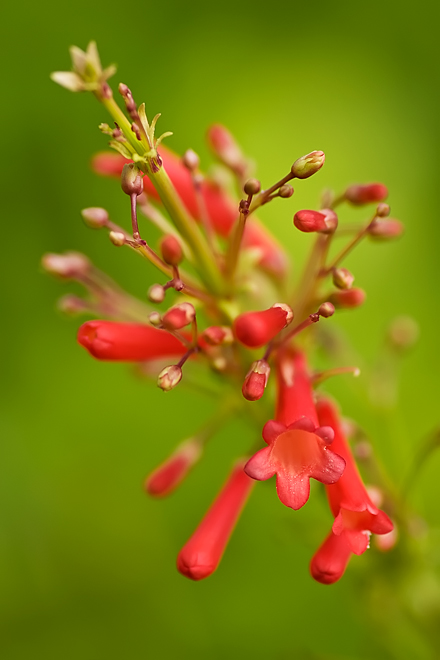 Firecracker