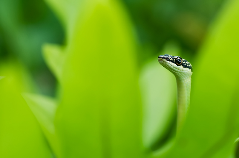Golden Tree Snake