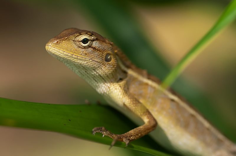 Garden fence lizard
