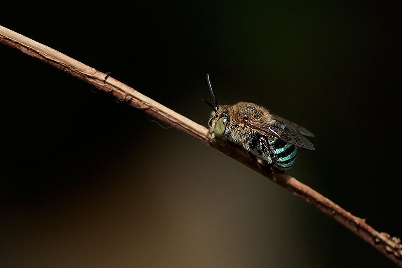 Blue Banded Bee