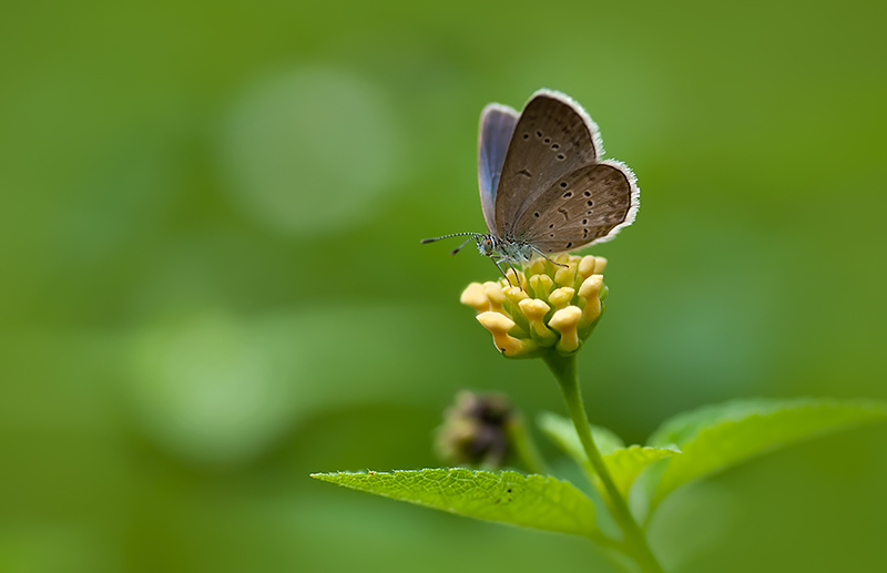 Lesser Grass Blue