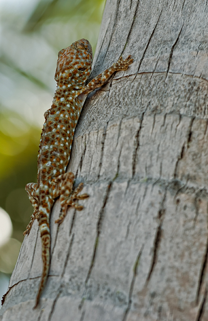 Tokay gecko