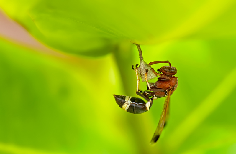 Paper wasp