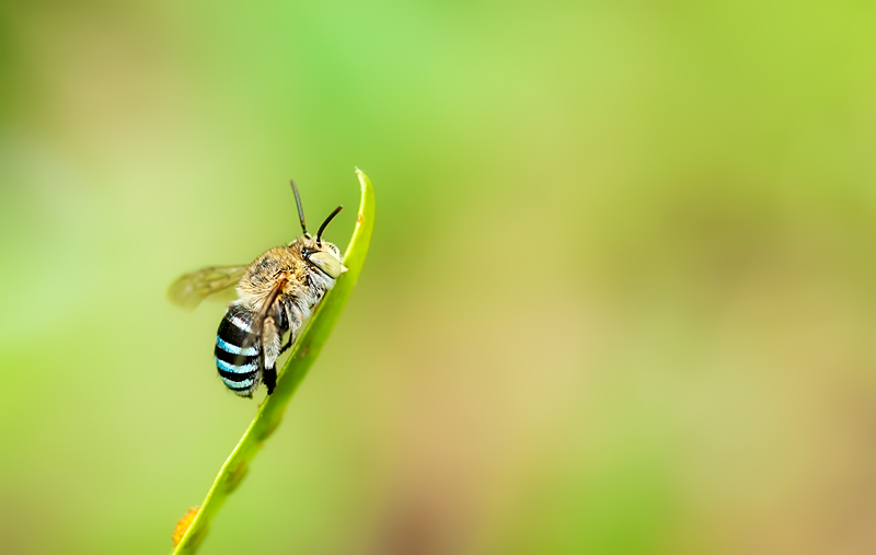 Blue Banded Bee