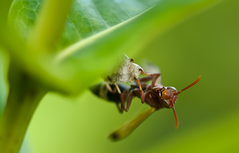 Paper wasp