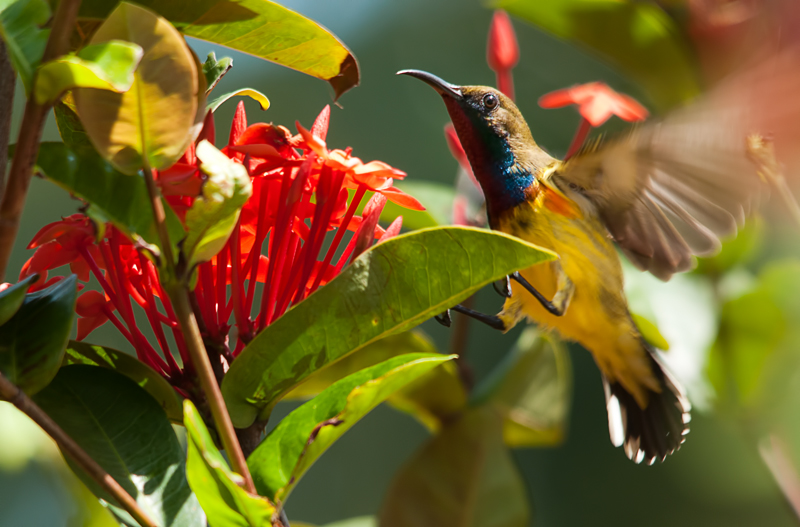 Olive-backed Sunbird (male)