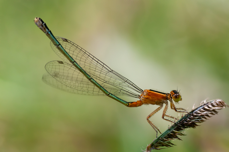 Common Bluetail ♀