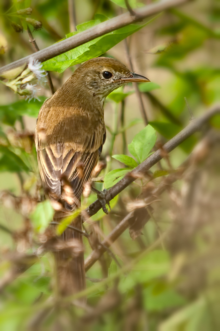 Thick-billed Warbler