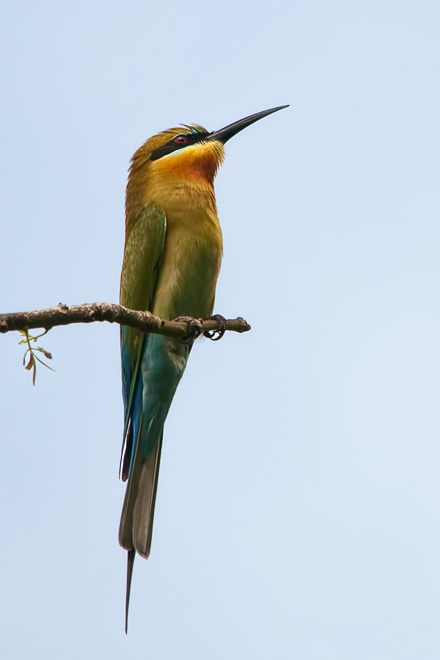 Blue-tailed Bee-eater