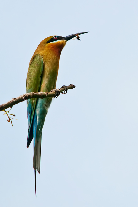 Blue-tailed Bee-eater