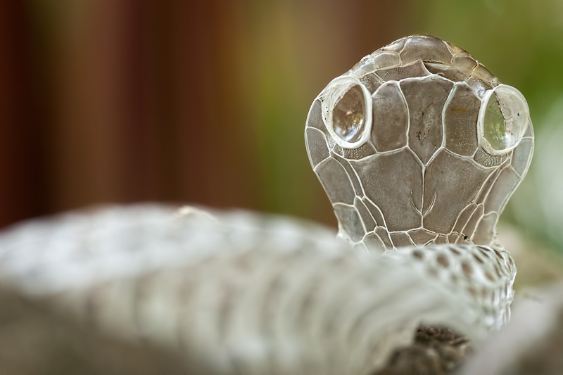 Shedded Snake Skin