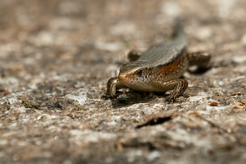 Many-lined Sun Skink