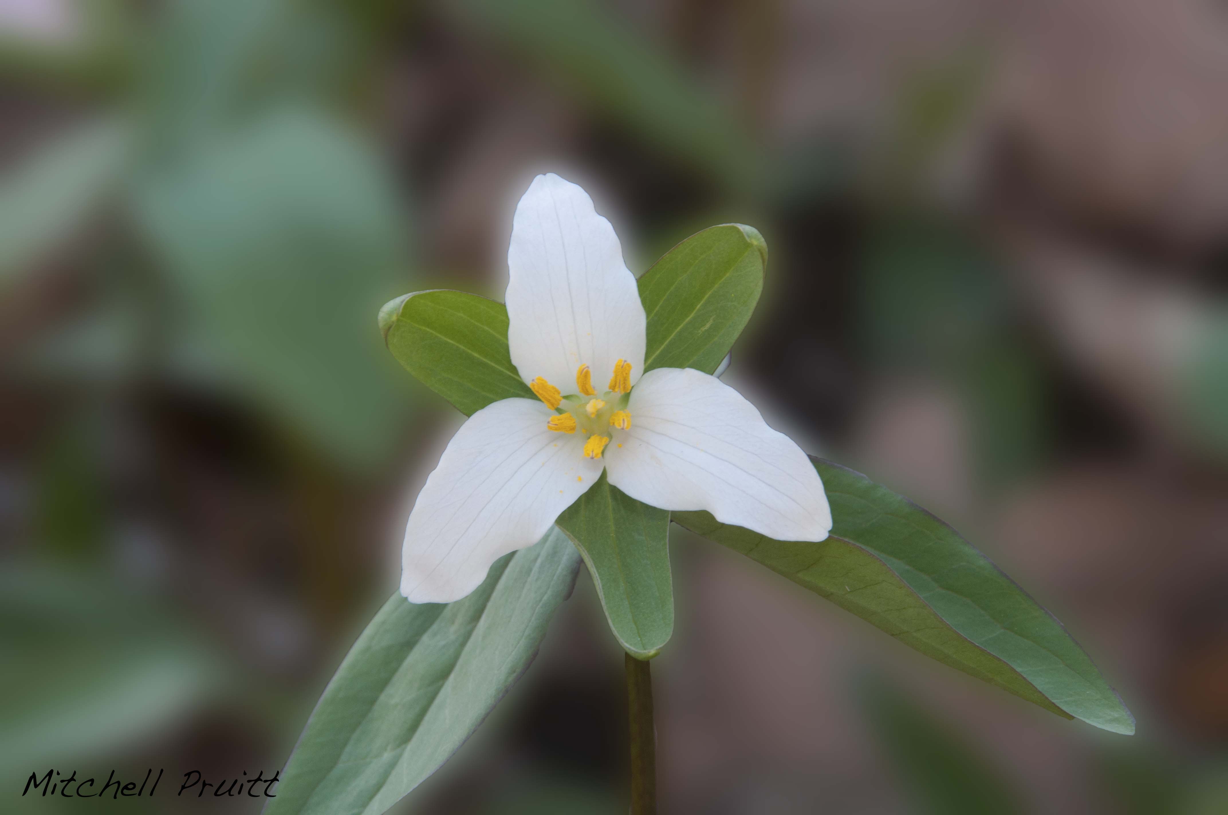 Ozark Wake Robin--Trillium pusillum var. ozarkanum