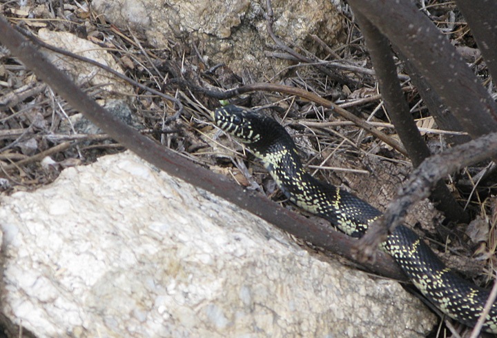 Sneaky Snake