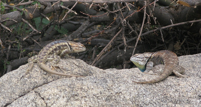 Sumo Lizards 
