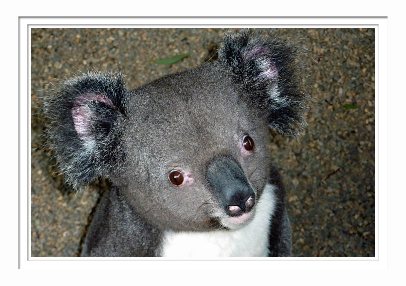 Koala 2