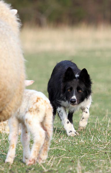 Bringing in a ewe and newborn lamb