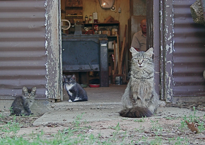 Old Albert watching his cats through the shop door  June 5, 2006