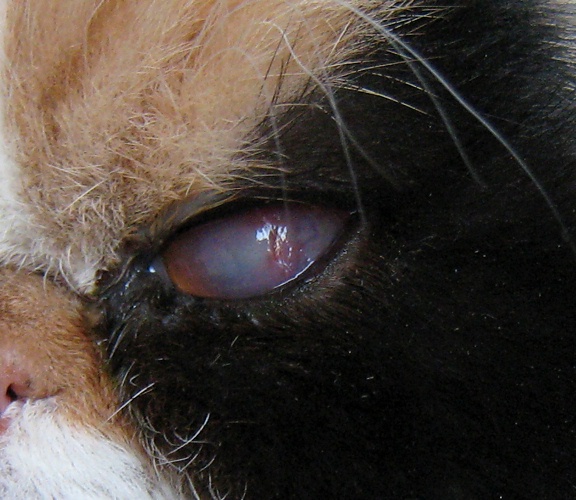 Corneal ulcer in cat eye 1/7/10