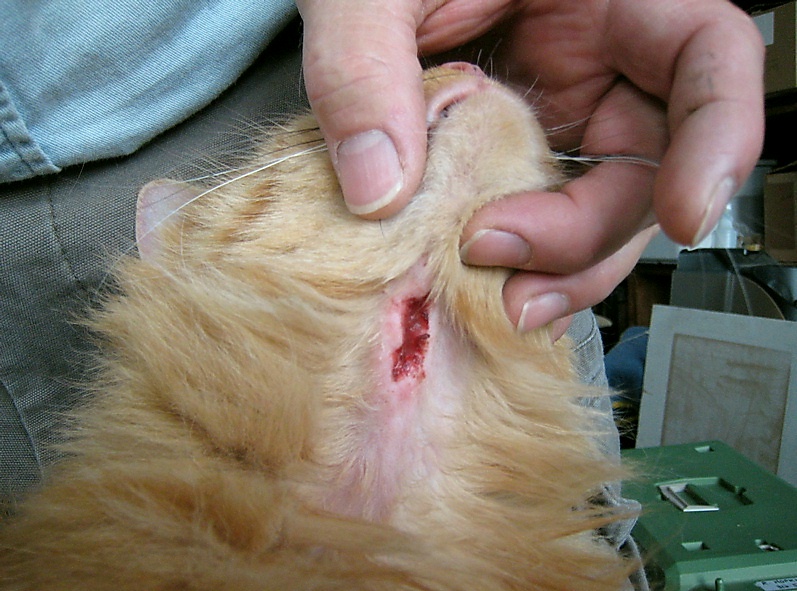 Close up view of open cat bite wound