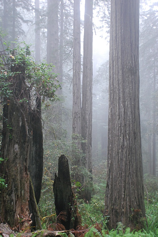 MESMERIZING MOMENTS WITH SEQUOIA SEMPERVIRENS
