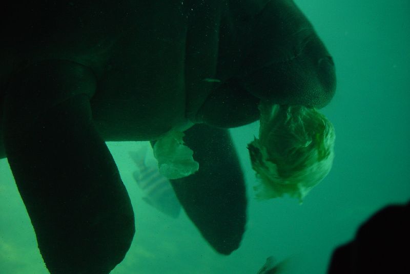 LAST SWIM WITH THE MANATEES IN FLORIDA'S HIDDEN JEWELS