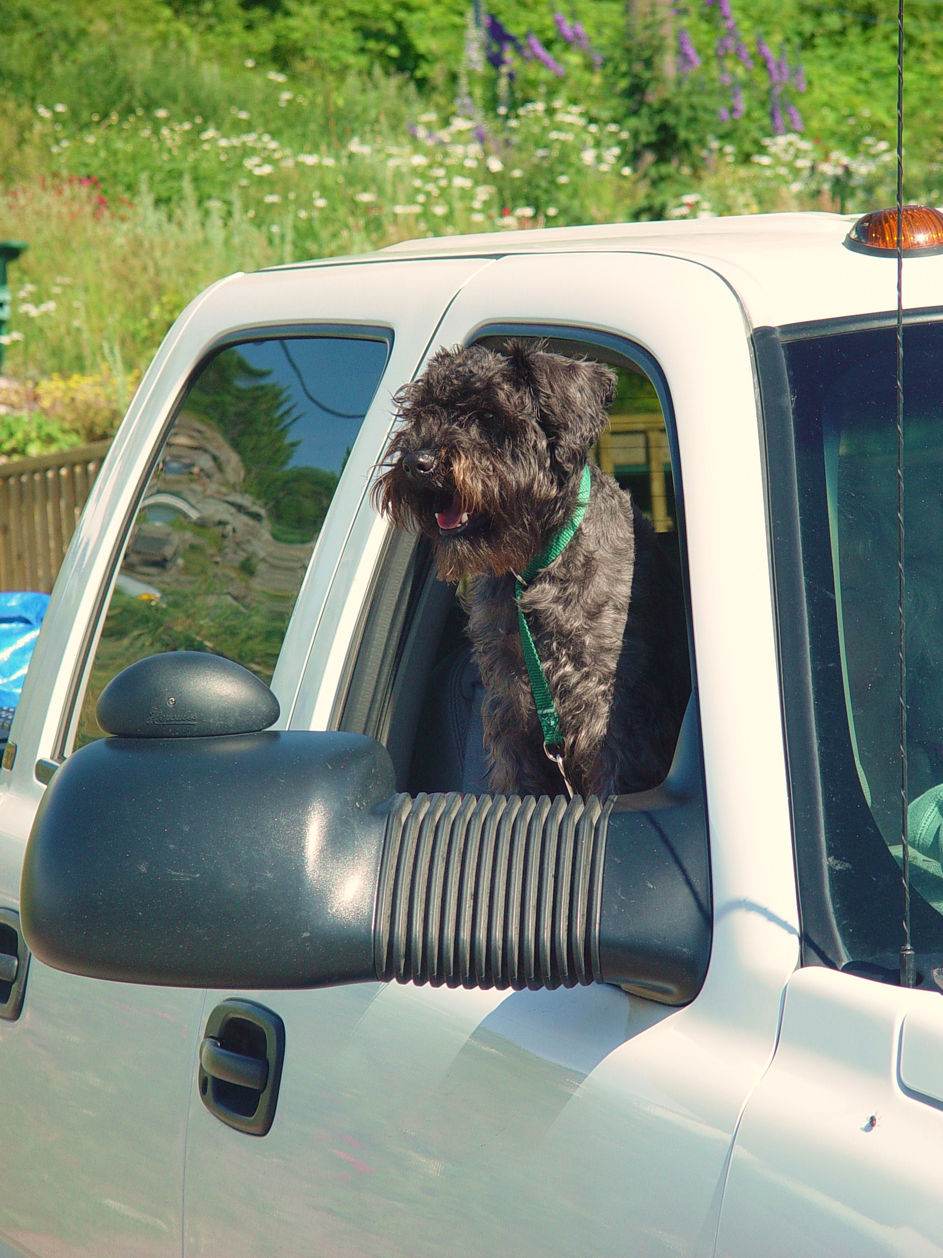 CHARLIE HAD TO WAIT IN THE TRUCK WHEN WE VISITED THE LIVE NEWFIE DOGS.