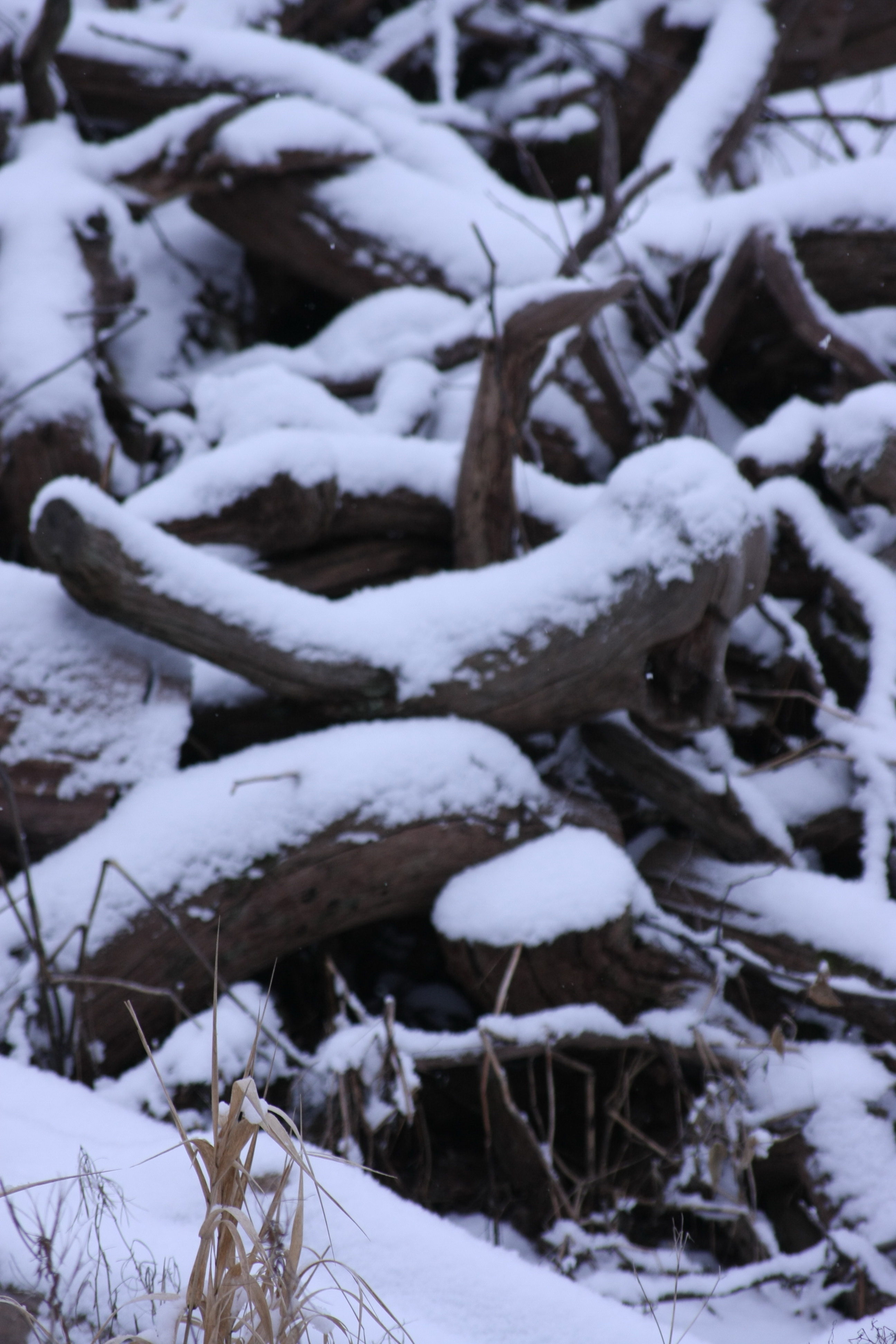 Branches under snow