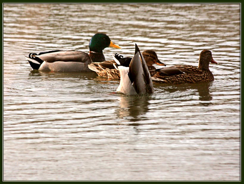 24 JAN 09 BOTTOMS UP