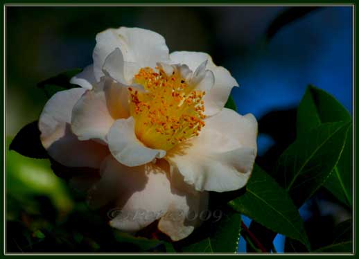 15 FEB 09 WINTER CAMELLIA