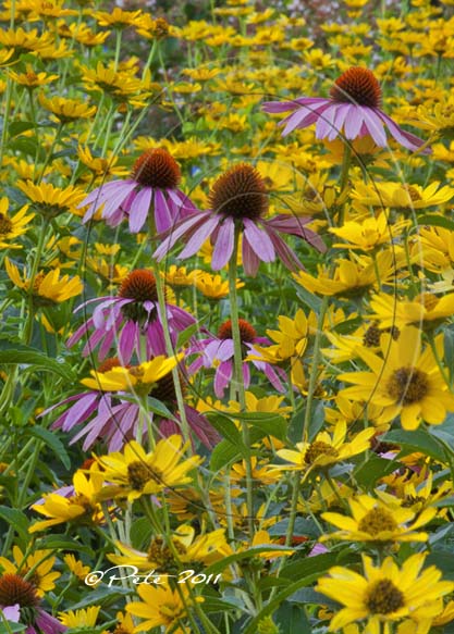 Purple & Yellow