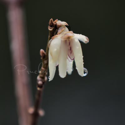 WINTERSWEET BUD IN THE RAIN