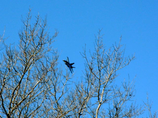 05 MAR 08 JUST A JET COMING THRU THE TREES