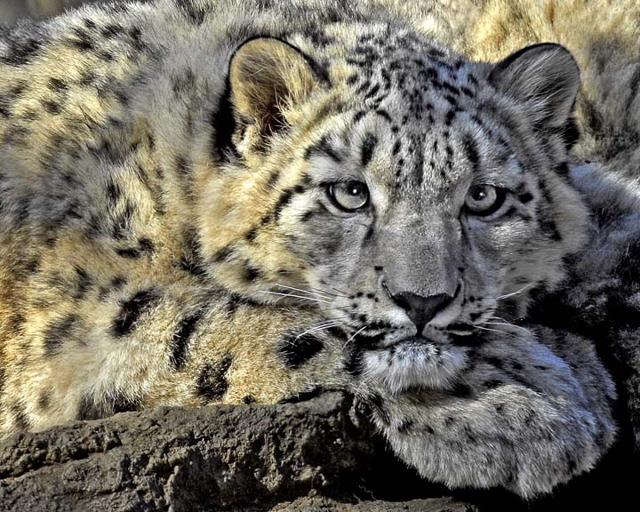 Snow Leopards 099.jpg