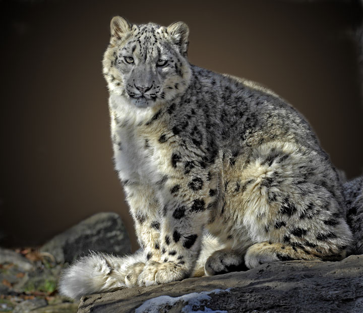 Snow Leopards 104.jpg