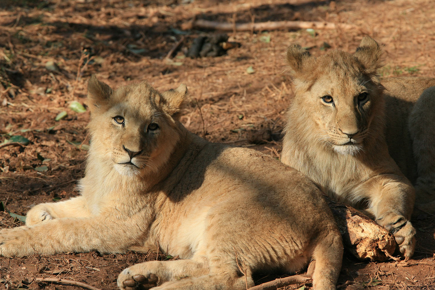 9 month old African Lion cubs