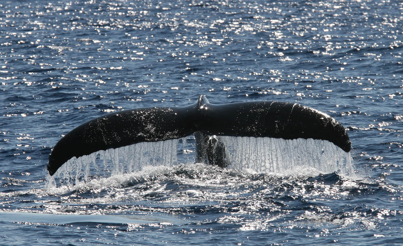 Humpback Whale Fluke 1 of 3