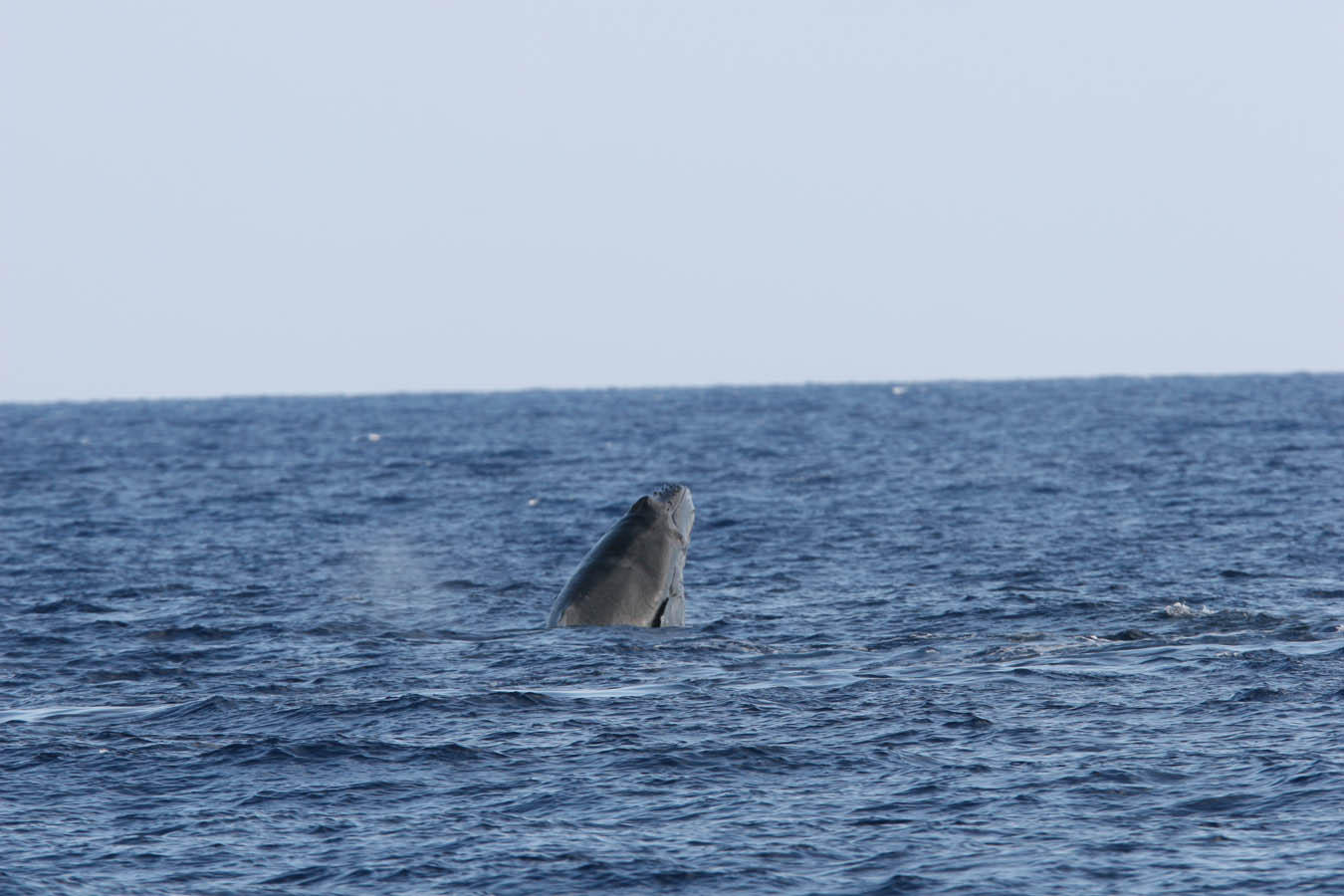 Humpback Whale