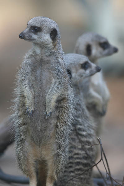 Meerkats