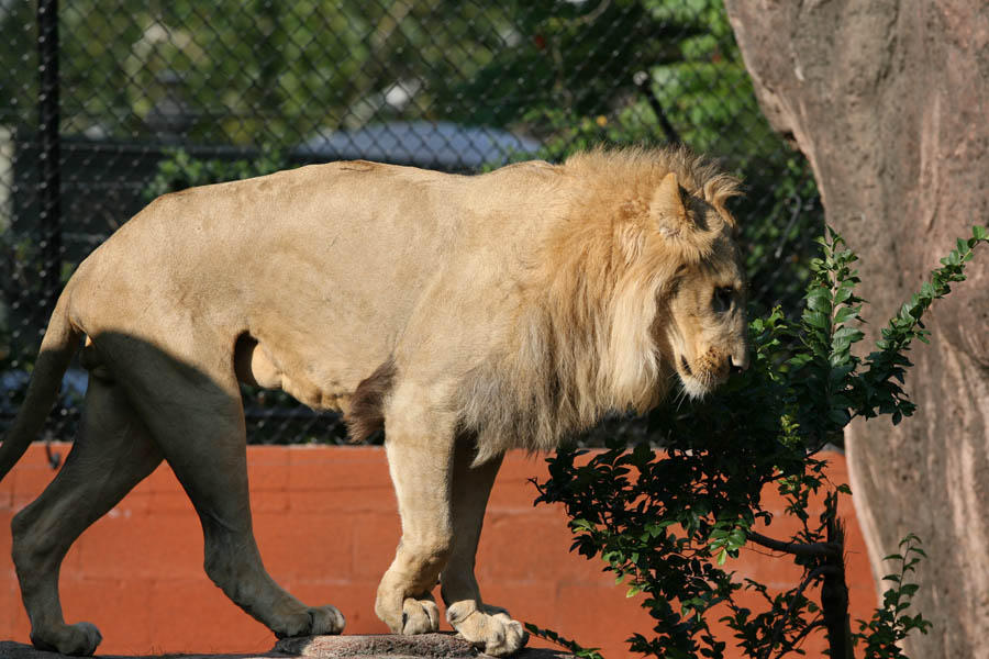 Lion